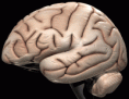 /album/galeria-de-fotos-imagens/brain-gif1/
