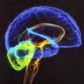 /album/galeria-de-fotos-imagens/cerebro-jpg/