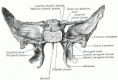 /album/anatomia/image147-gif/