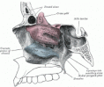 /album/anatomia/image153-gif/