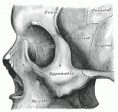 /album/anatomia/image164-gif/