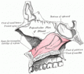/album/anatomia/image173-gif/