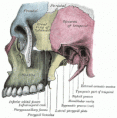 /album/anatomia/image189-gif/