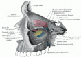 /album/anatomia/image192-gif/