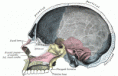 /album/anatomia/image194-gif/